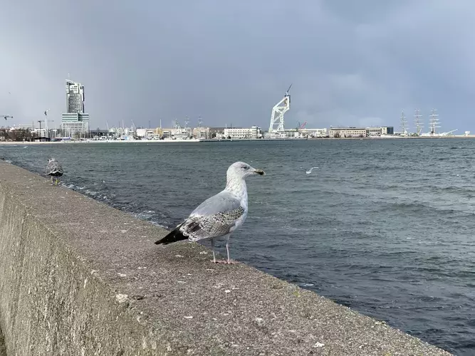out-of-season. plik: tlusta-mewa-apartament-gdynia-out-of-season-poza-sezonem - 14.webp